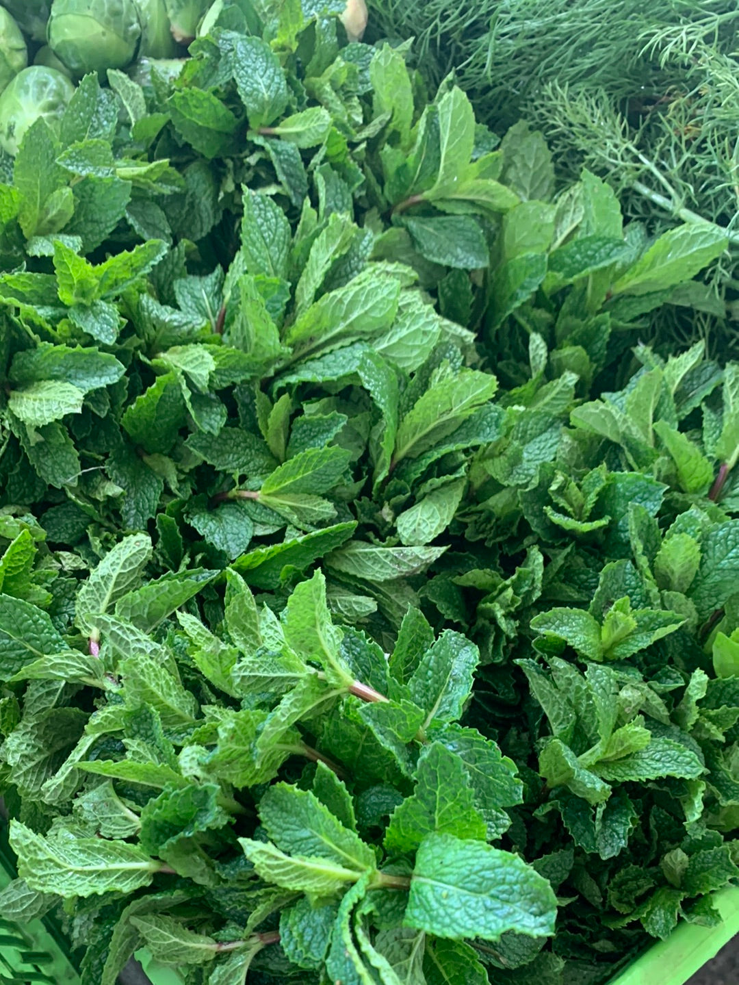 Mint