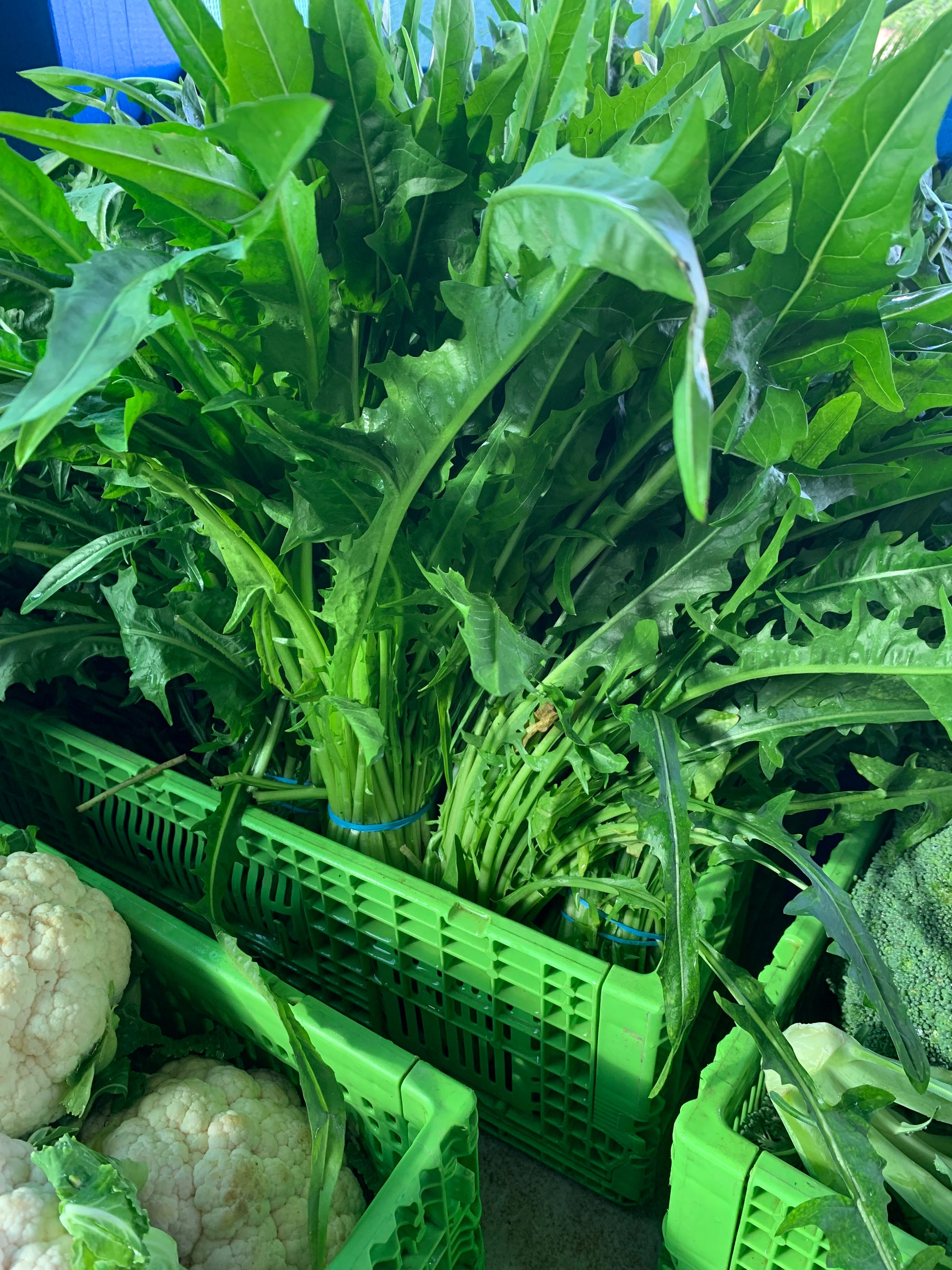 Dandelion Greens