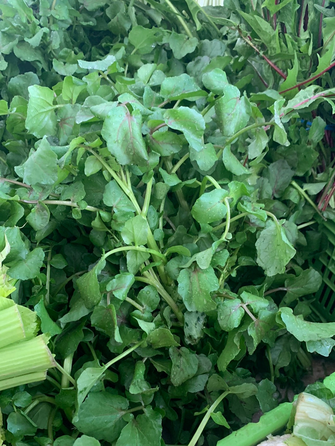 Watercress