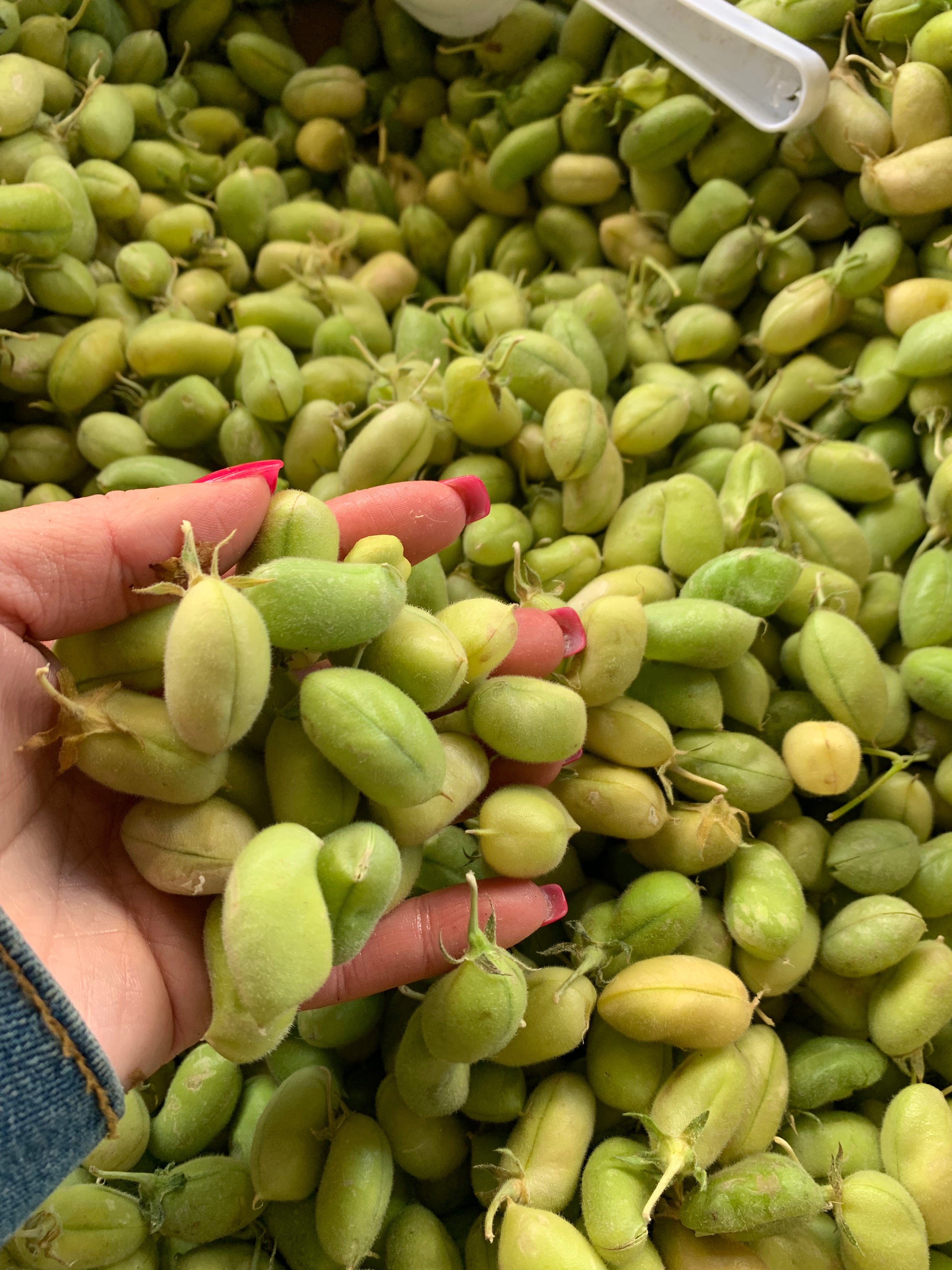 Fresh Garbanzo Beans