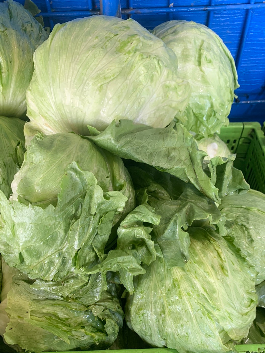 Iceberg Lettuce
