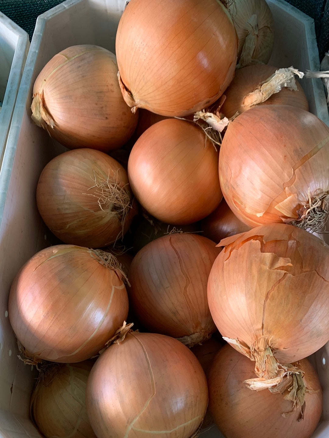 Yellow Onion
