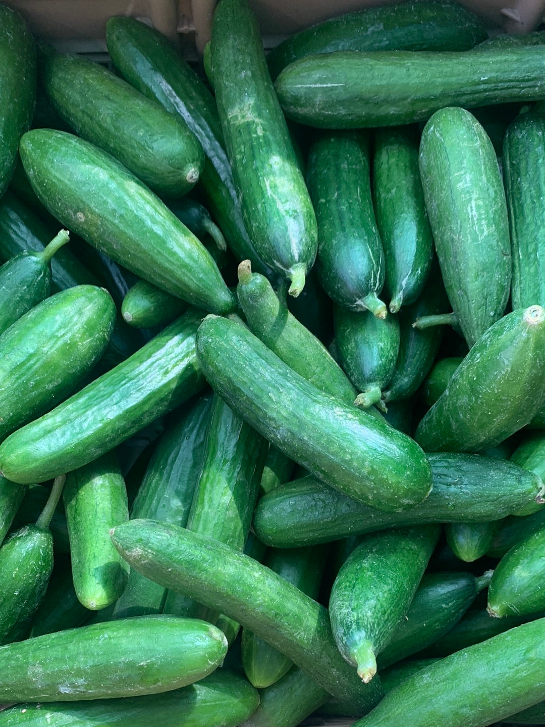 Persian Cucumber