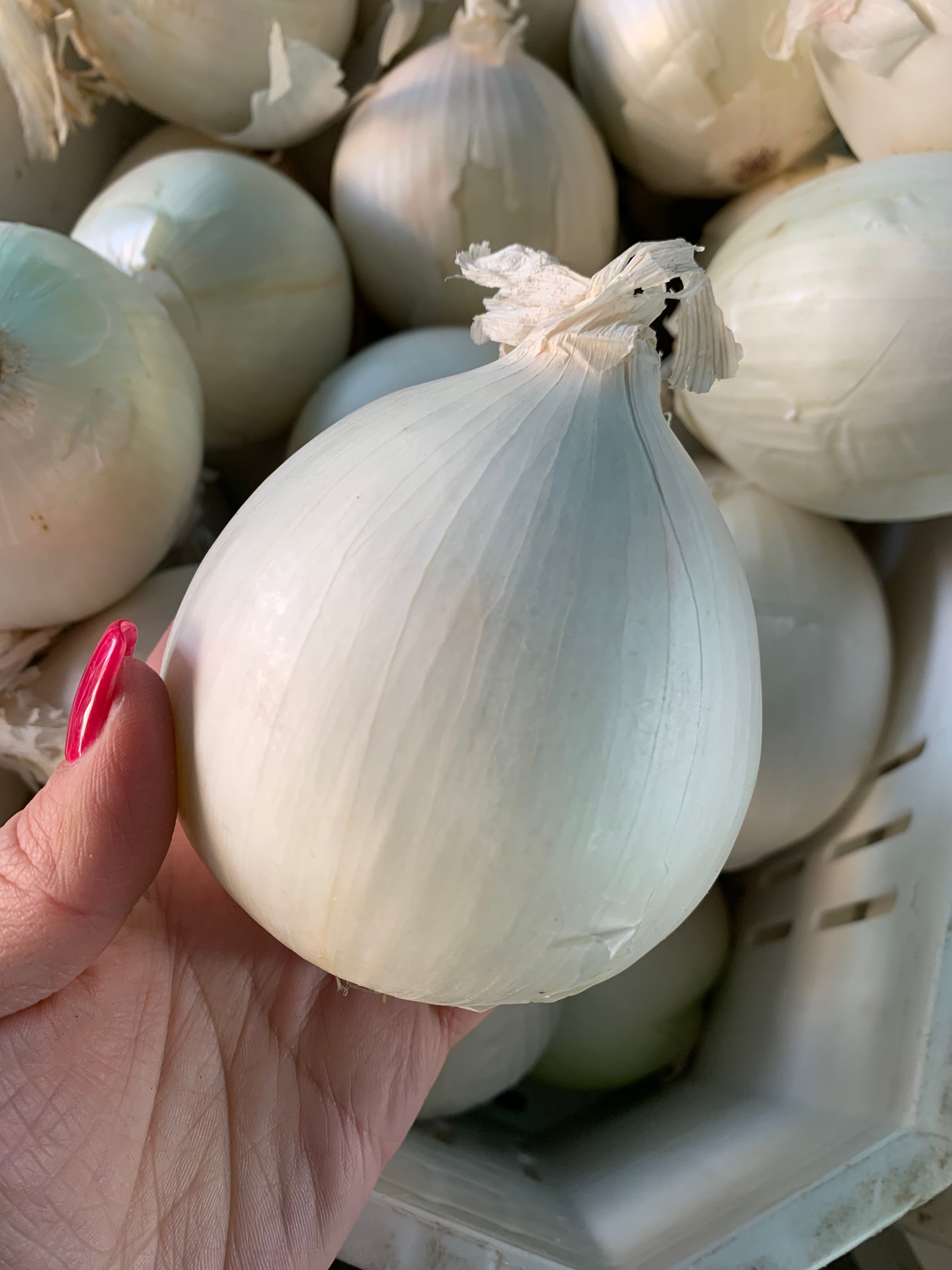 White Onion