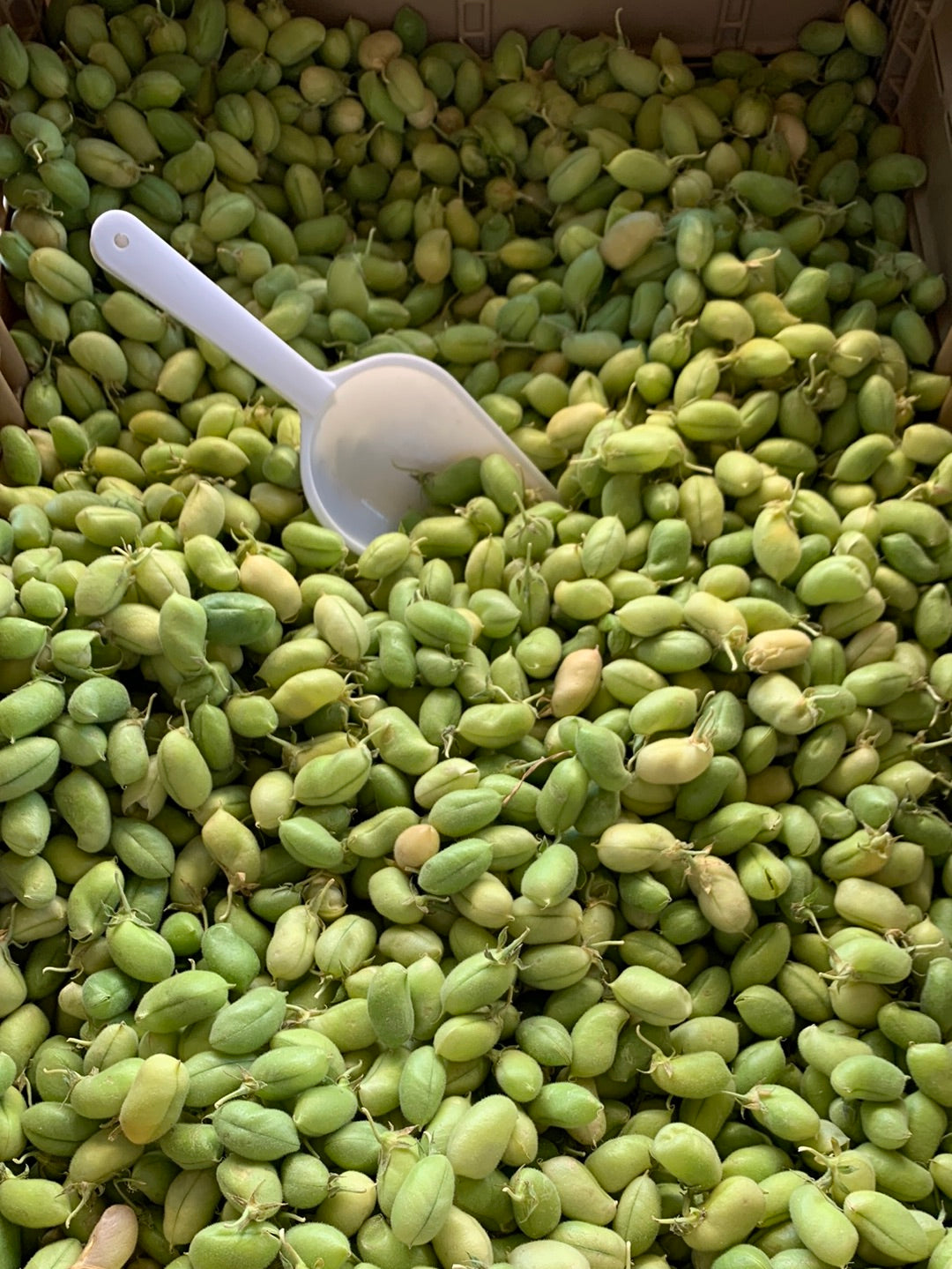 Fresh Garbanzo Beans