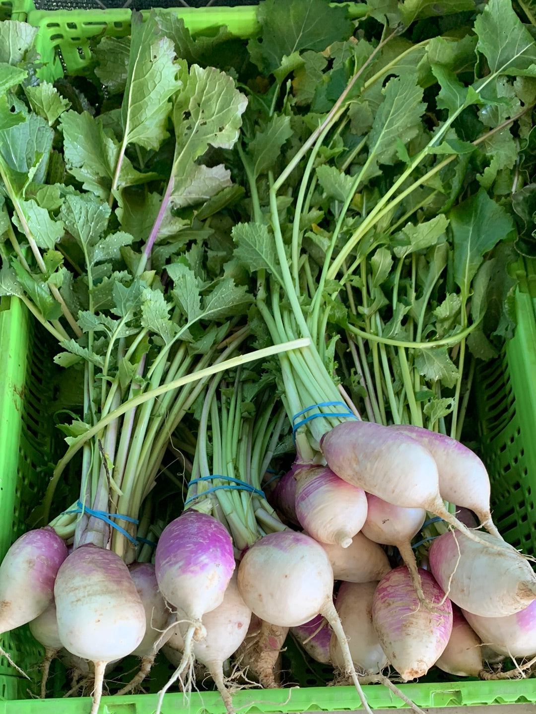 Turnips