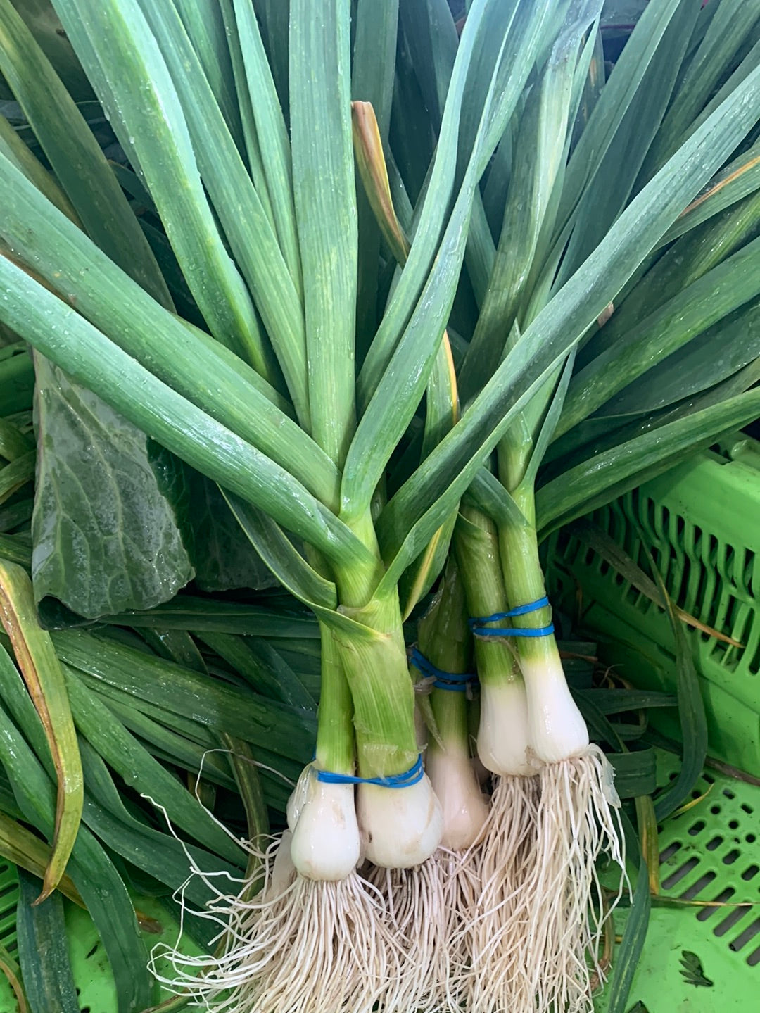 Fresh Green Garlic