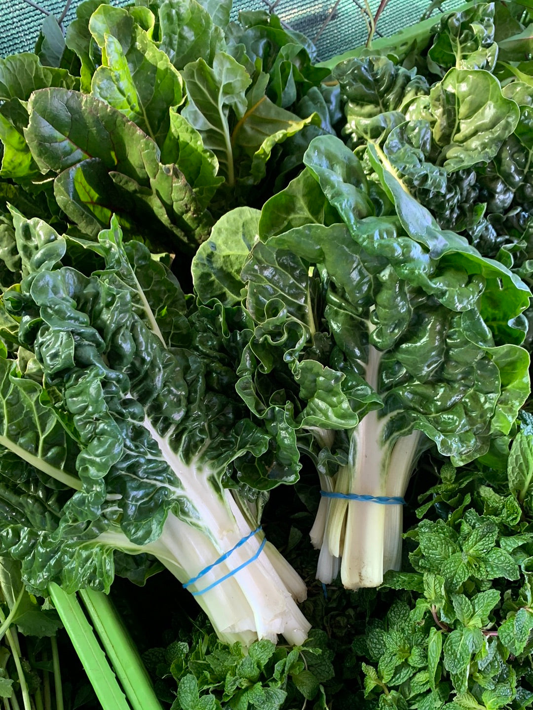 Swiss Green Chard