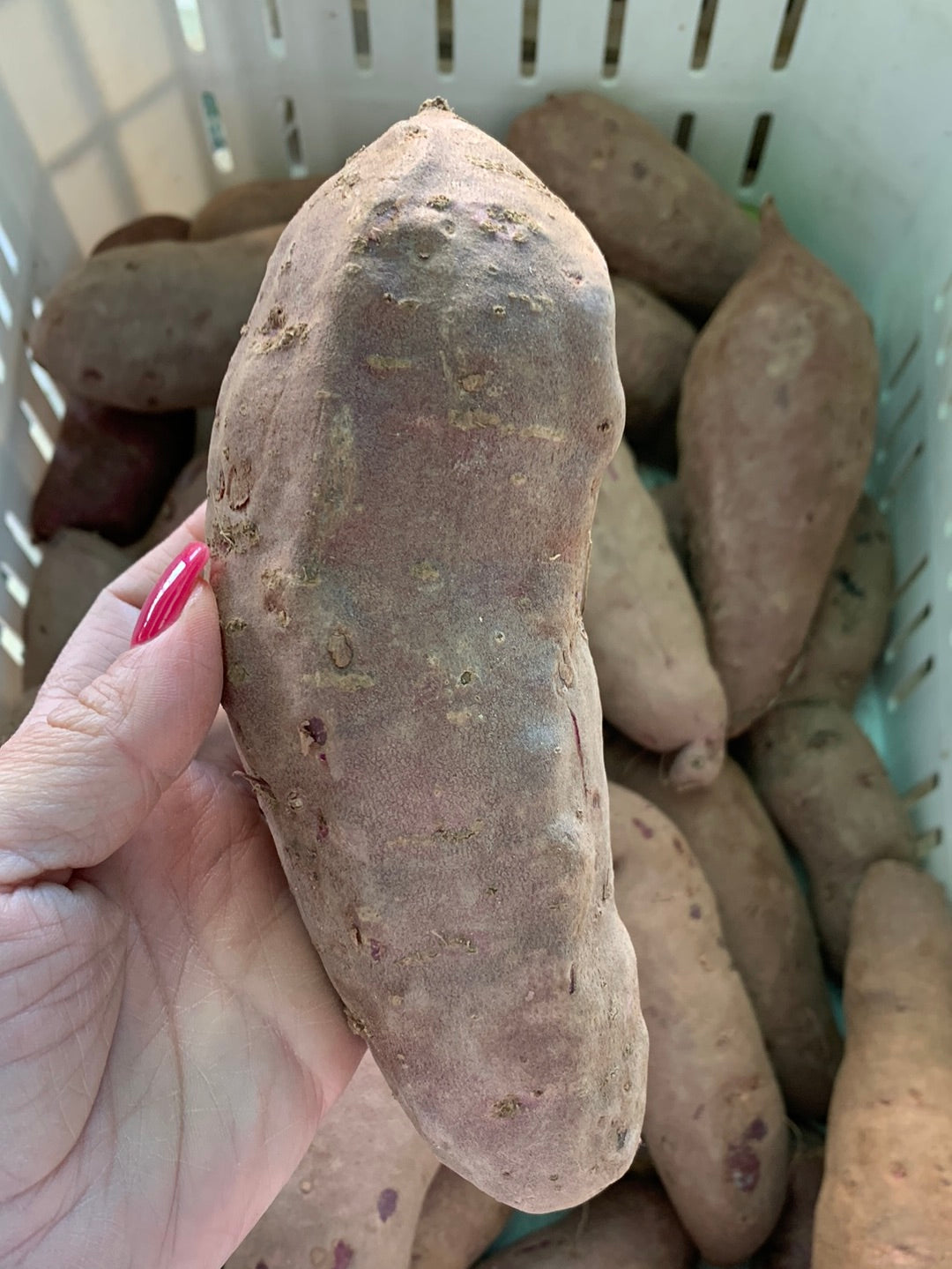 Purple Yam