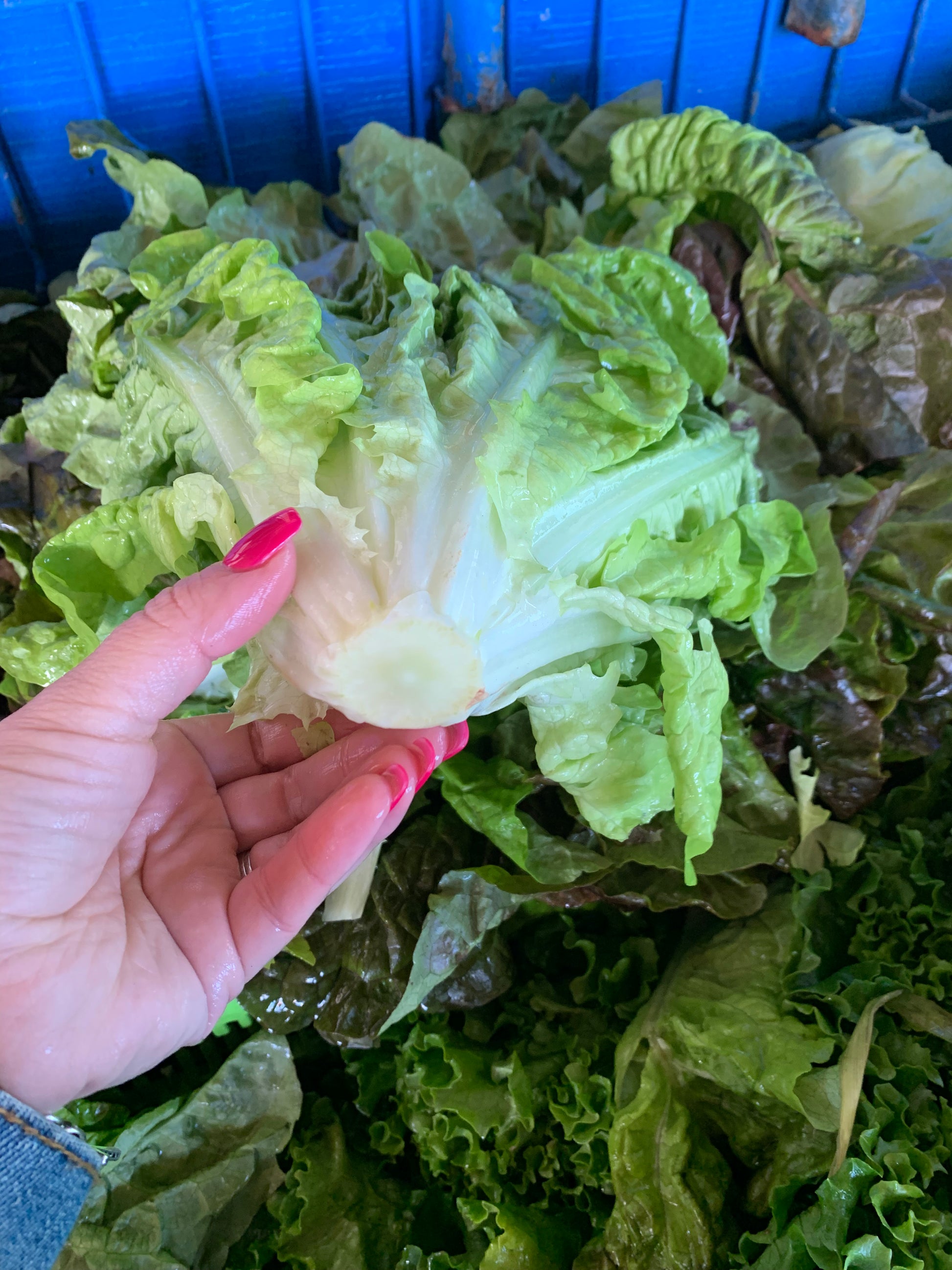 Red Leaf Lettuce