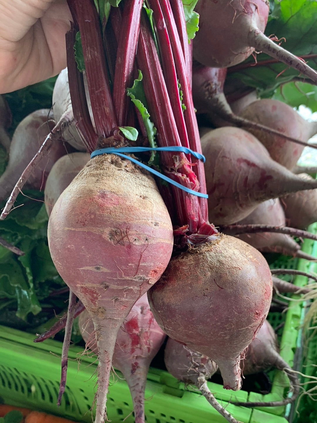 Beets