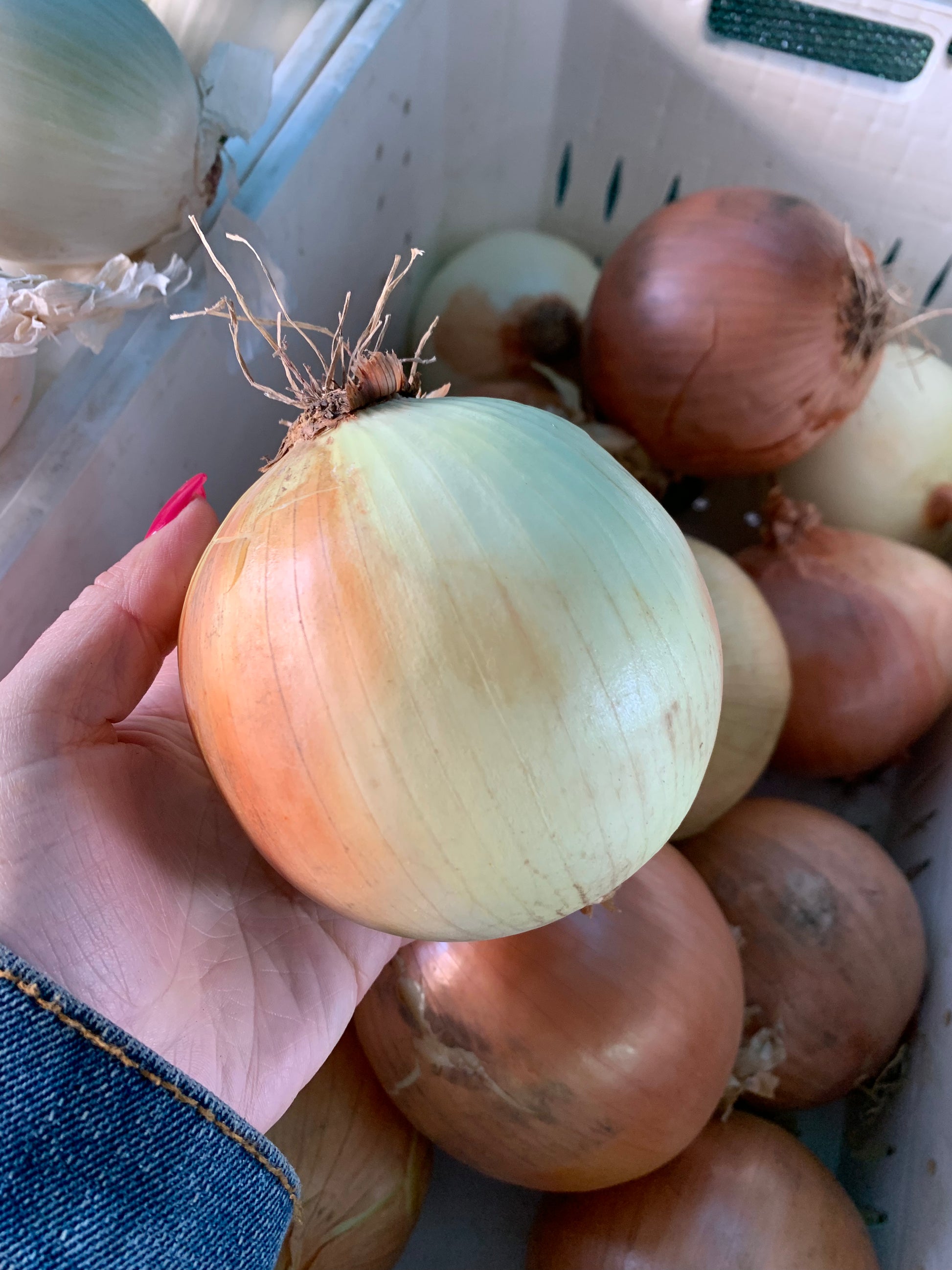 Yellow Onion