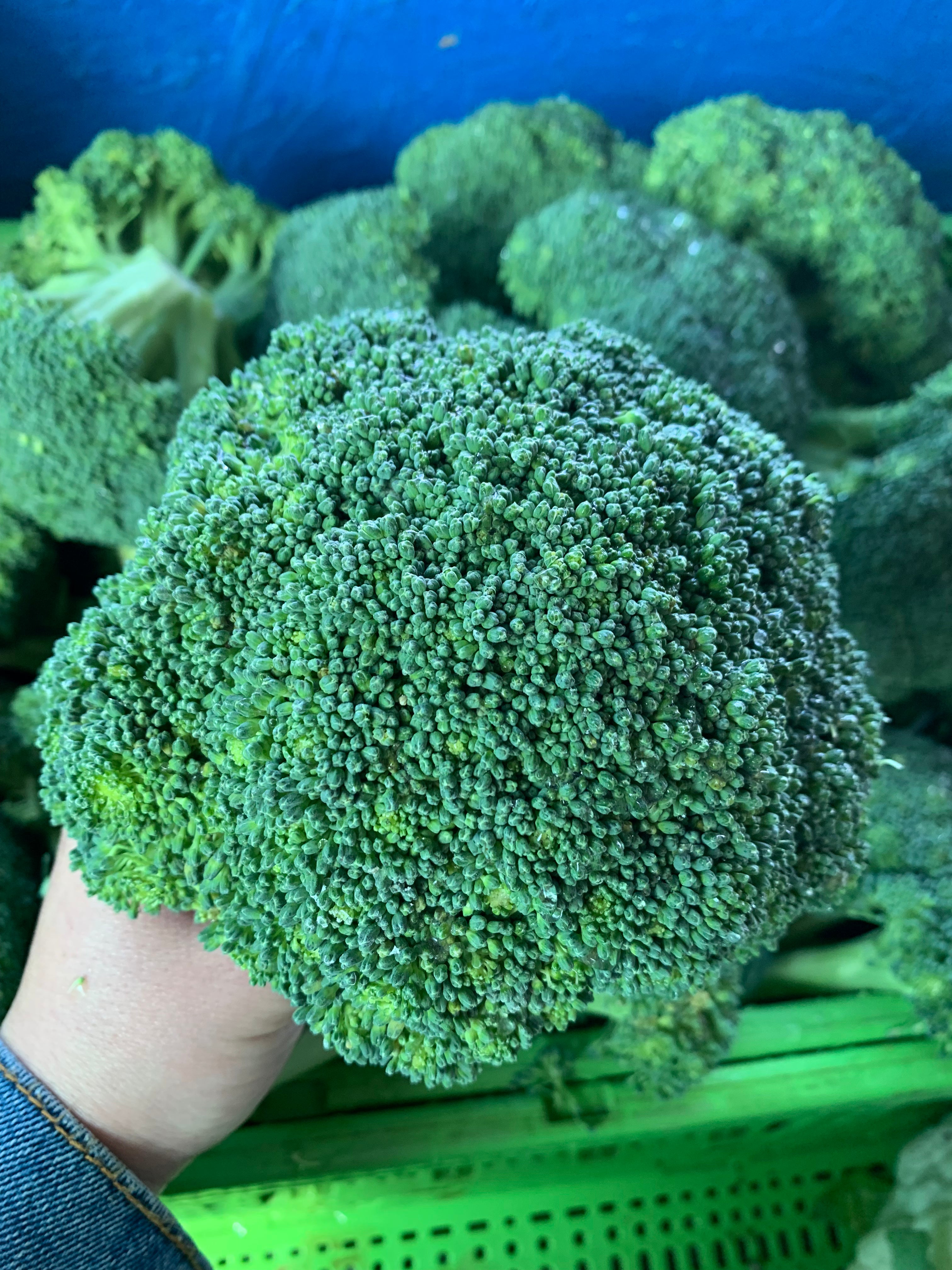 Broccoli