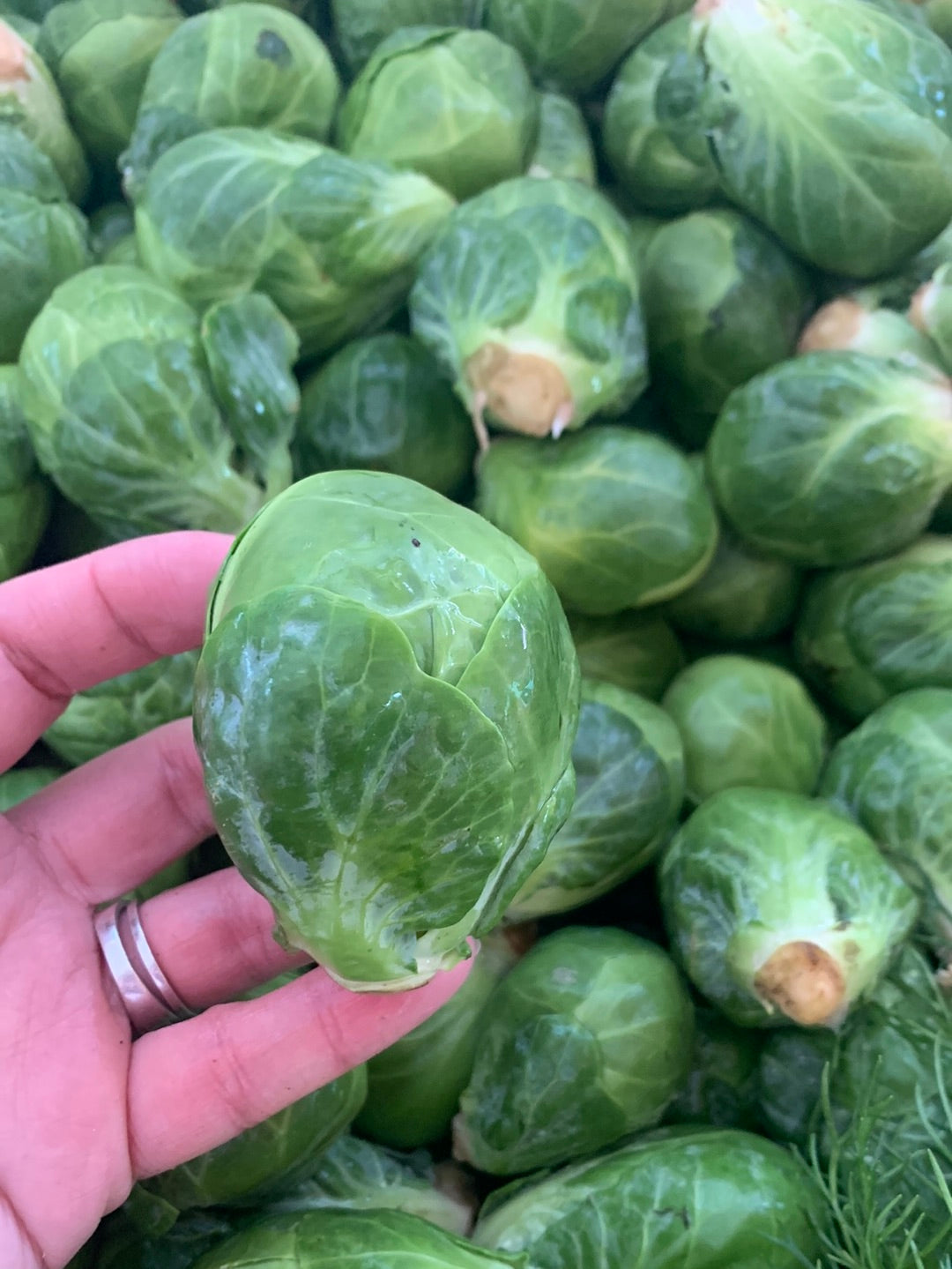 Brussel Sprouts