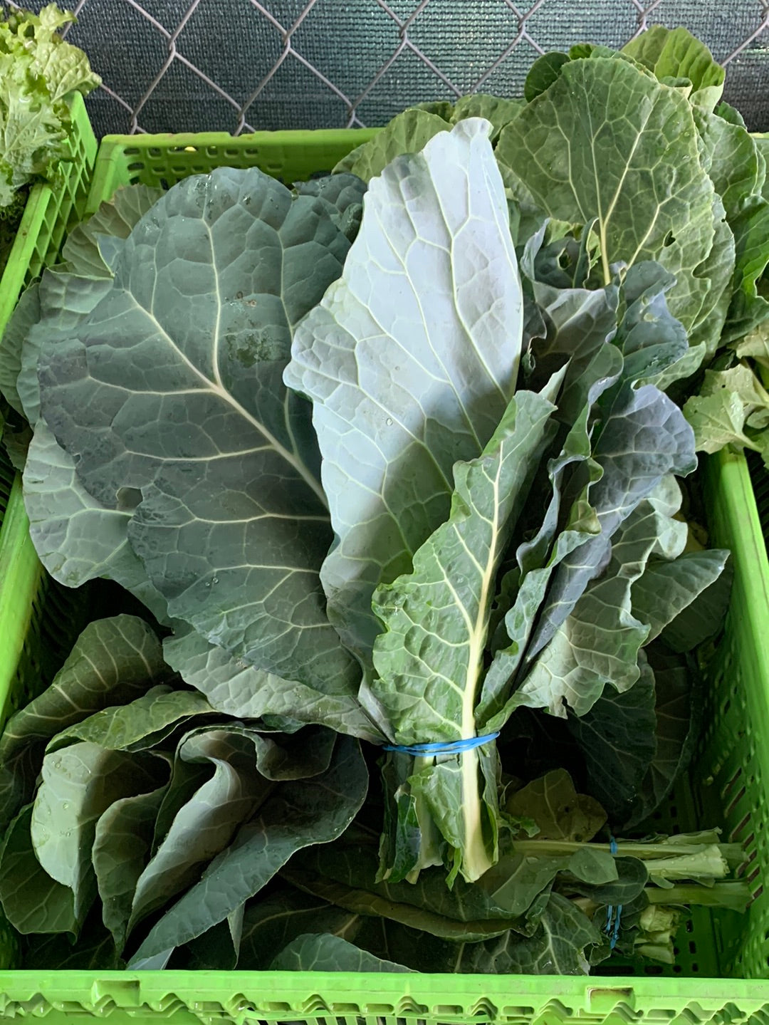 Collard Greens