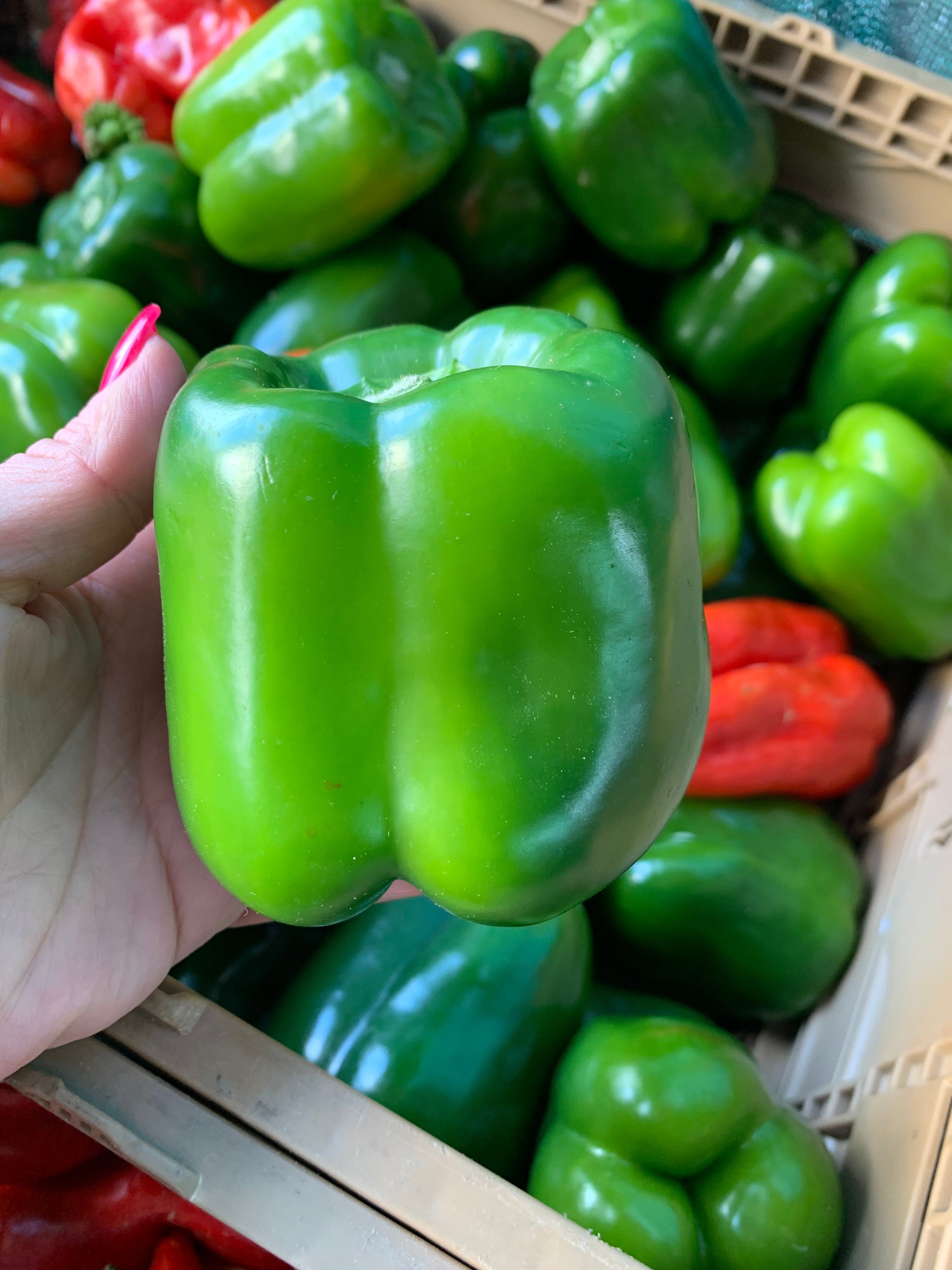 Green Bell Pepper