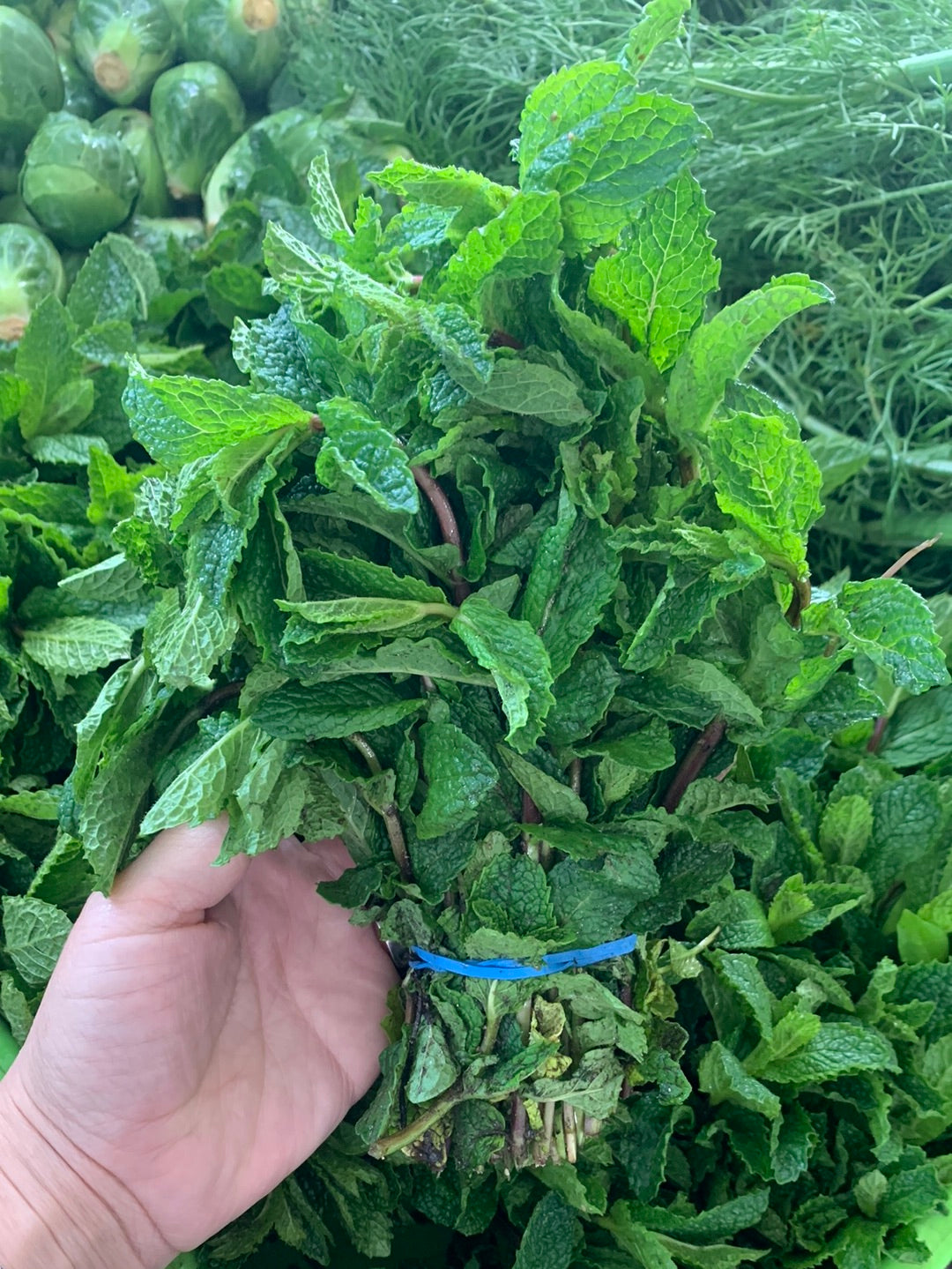 Mint