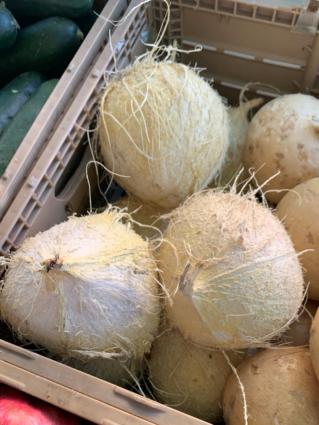 Coconut