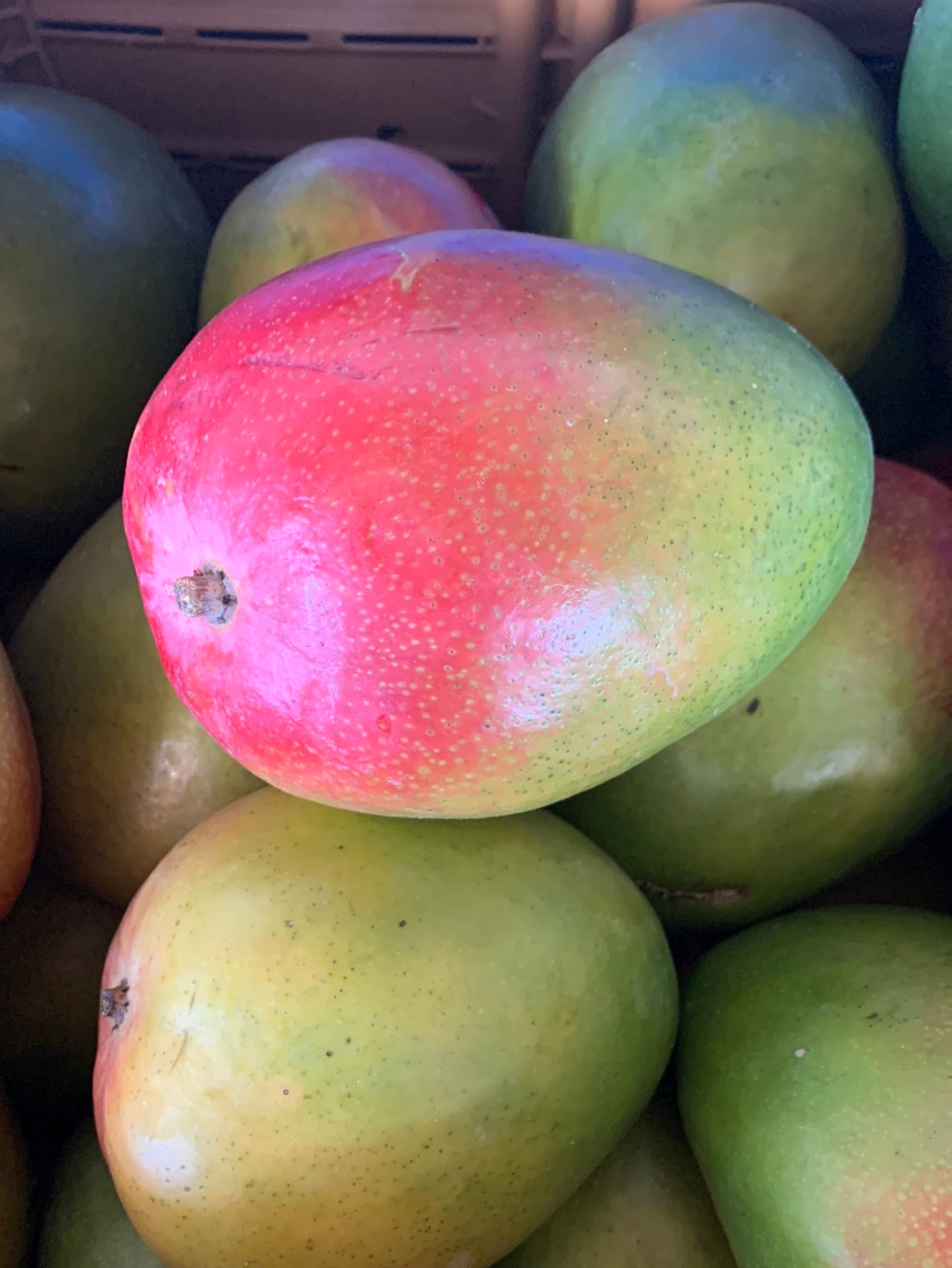 Australian Mango R2e2 2pcs Red Mango Fruit Seeds R2E2_Australian Red Mango-Grafted Fruit ...