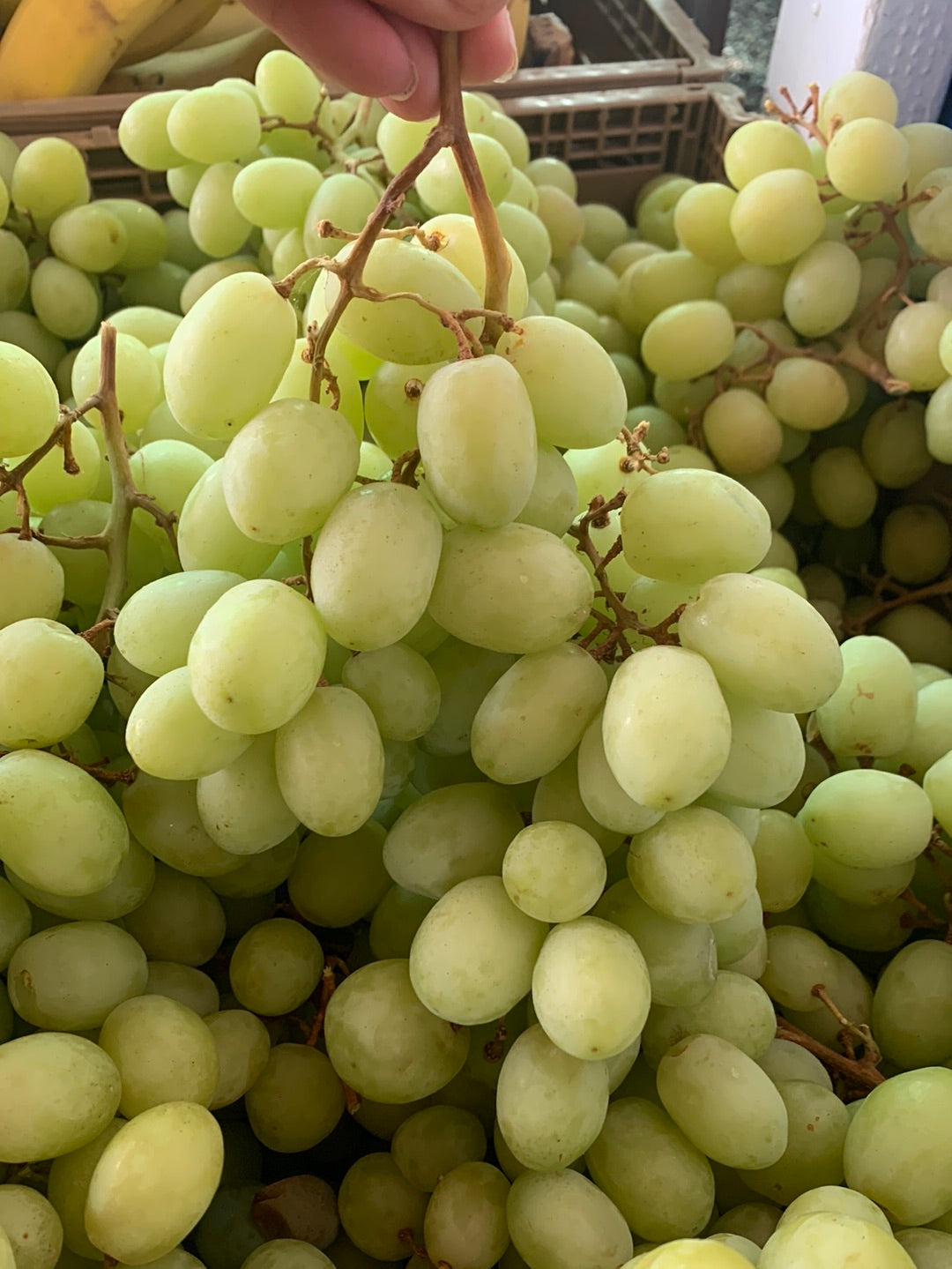 Green Grapes