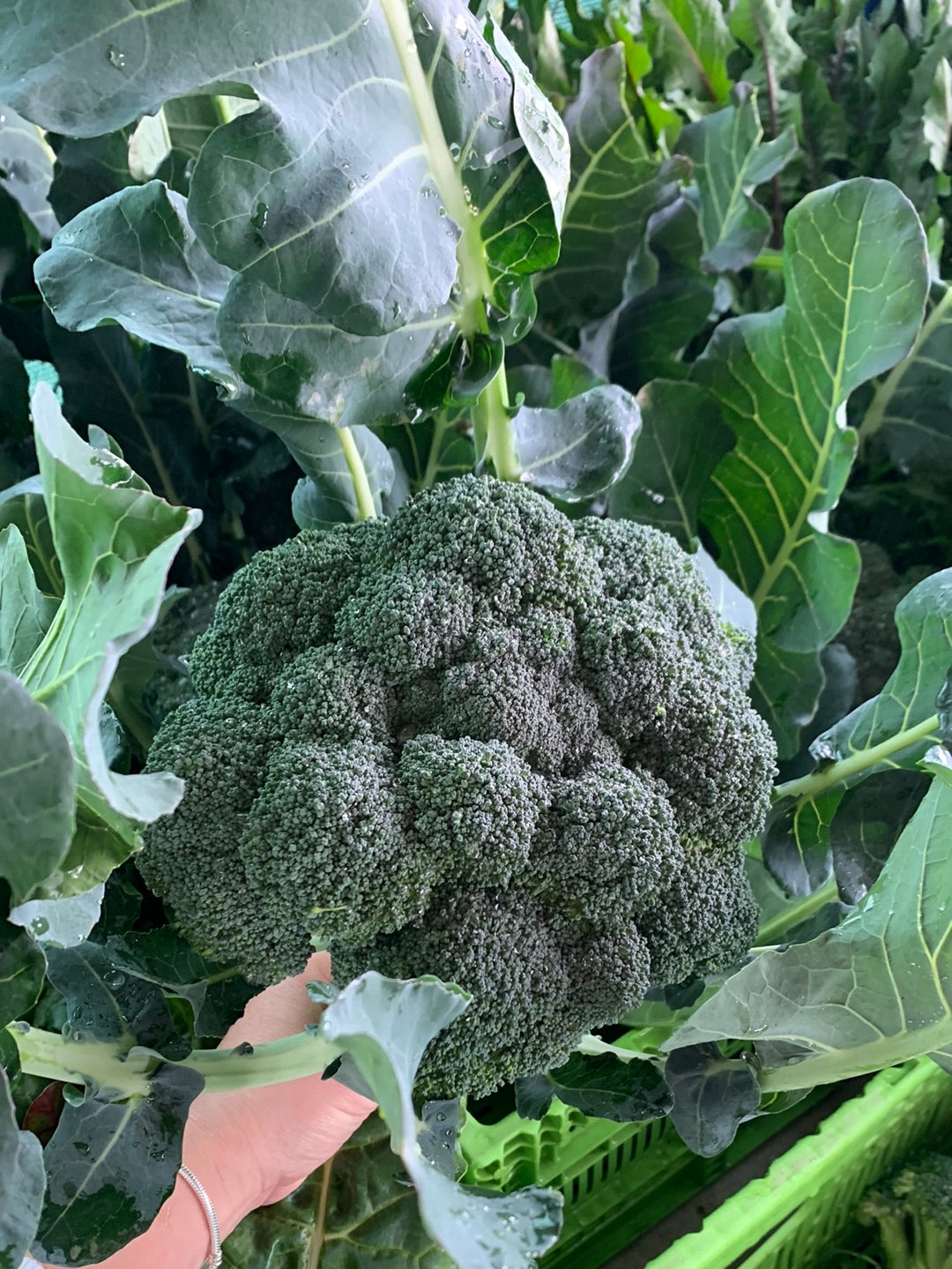 Broccoli